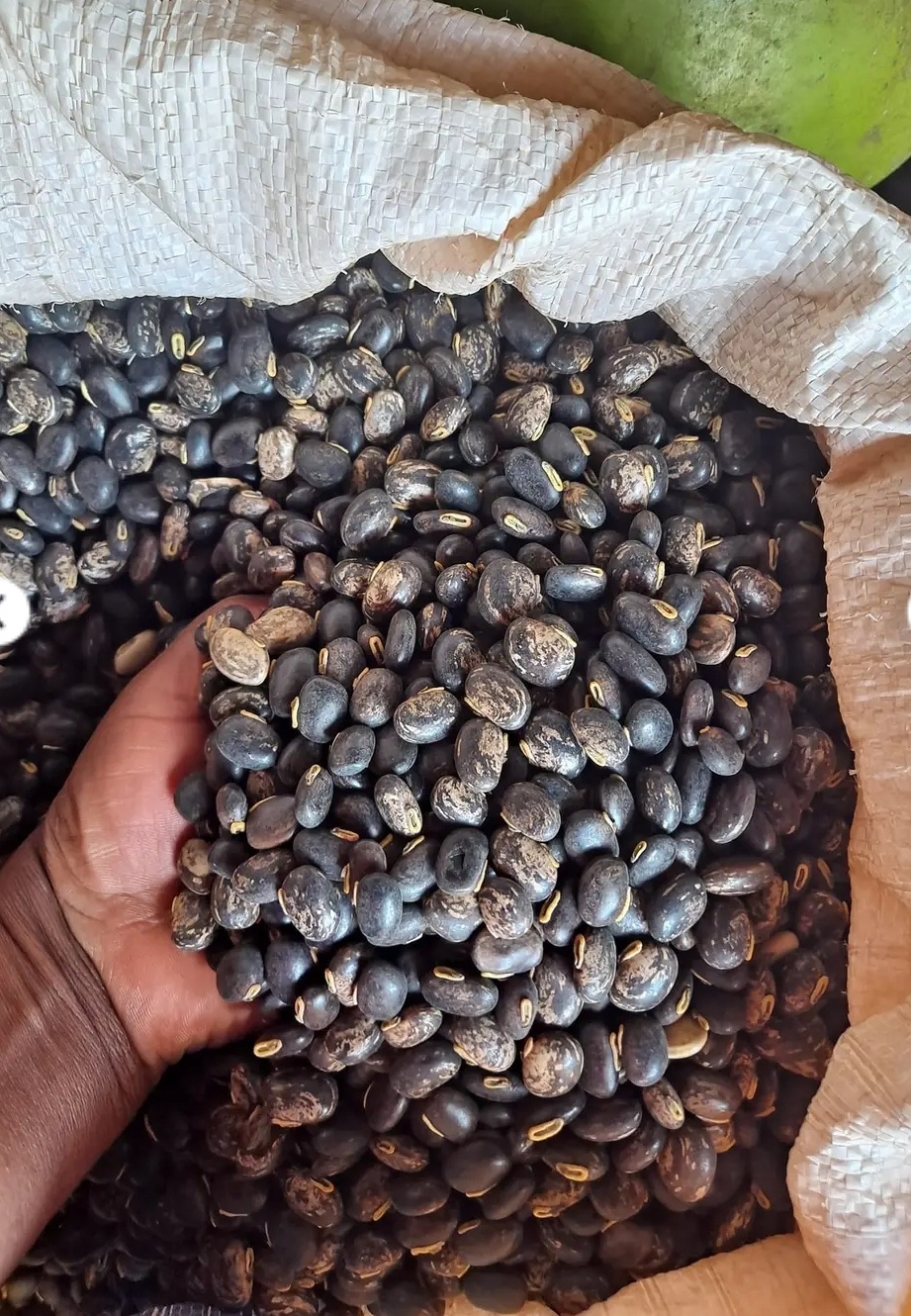 FEIJÃO-DE-VELUDO, MUCUNA GRAU A from Maláui